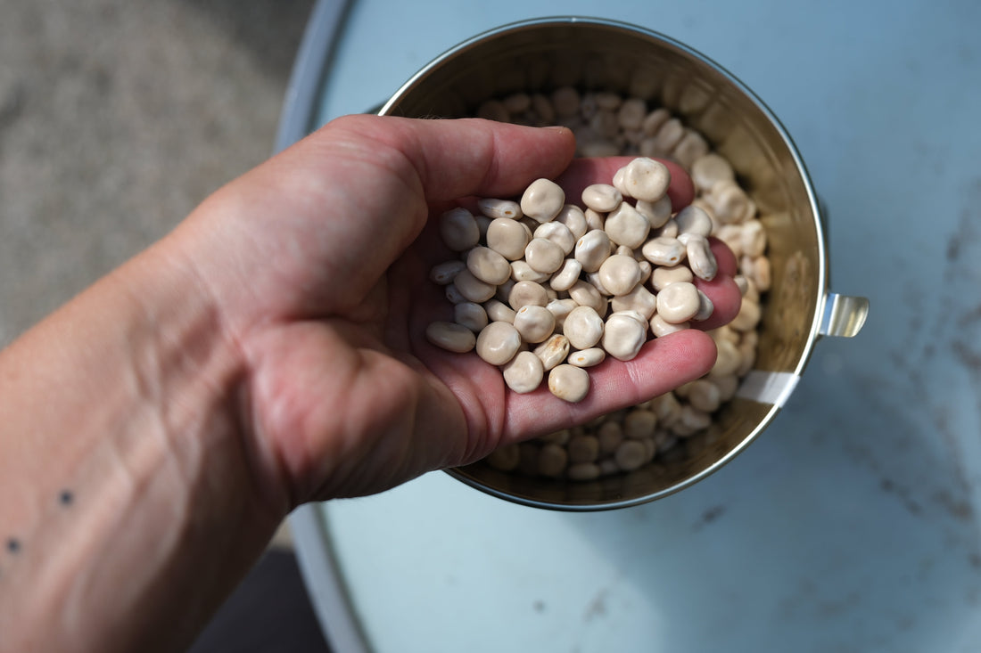 So schmeckt deine Lupine am besten: Zubereitung ohne Pannen