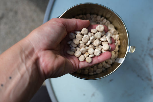 So schmeckt deine Lupine am besten: Zubereitung ohne Pannen
