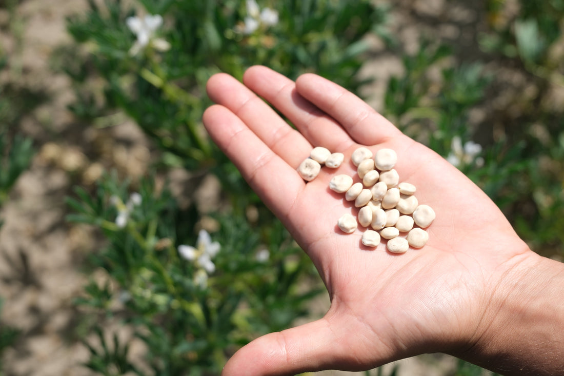 Lupinenkaffee, Getreidekaffee & entkoffeiniert: der Unterschied