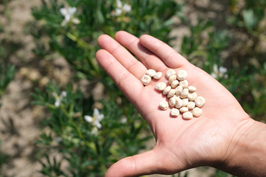 Lupinenkaffee, Getreidekaffee & entkoffeiniert: der Unterschied